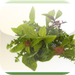 Herbs 101 - How to Plant, Grow and Cook with Natural Herbs